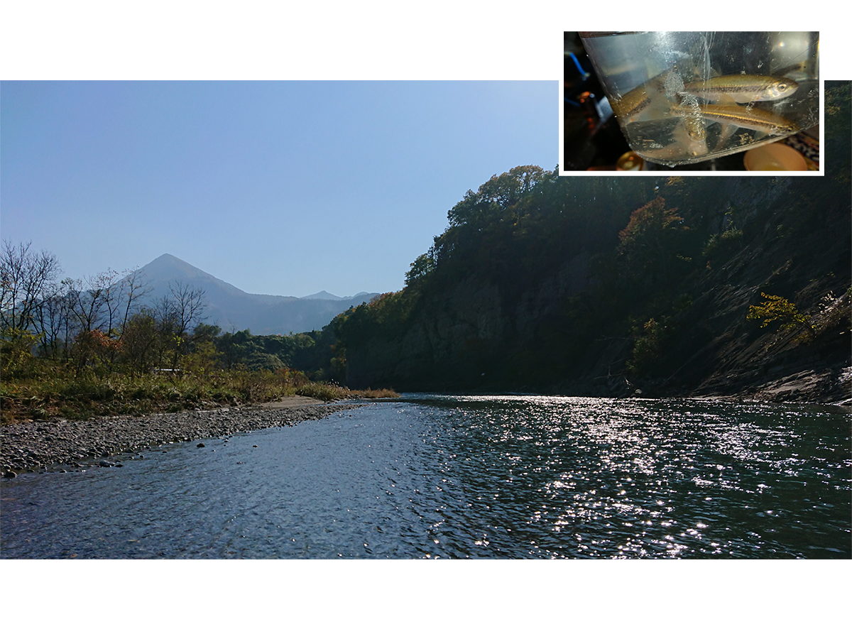 川の写真＋ハヤの写真